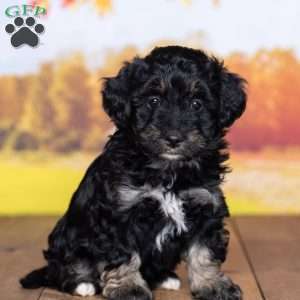 Susie, Mini Bernedoodle Puppy